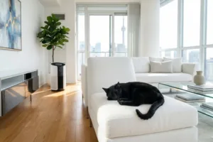 A spotless modern living room showcasing successful methods for eliminating stubborn odours and pet hair, featuring a sleeping cat.